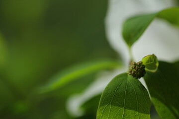 spring love colors calm green life