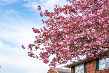 Cherry blossom next to home