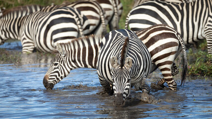 Fototapeta na wymiar Zebra herd drinking water at Mara River in Masai Mara Kenya