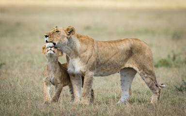 Naklejka na ściany i meble Lioness and her lion cub showing affection in Masai Mara plains Kenya