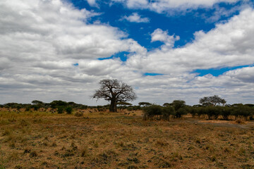 Fototapeta na wymiar タンザニア・タランギーレ国立公園の平原に生えているバオバブの木と青空