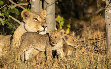 One adult female lion and her two baby cubs resting under a tree in full sunlight in Savuti Botswana