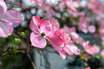 Pink dogwood in bloom