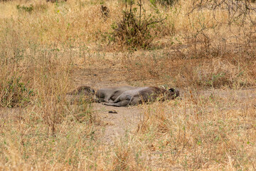 タンザニア・タランギーレ国立公園で見かけた、地面に横たわるヌー
