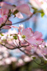 Fototapeta na wymiar Pink dogwood tree in bloom