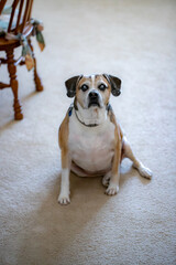 Blind Dog