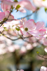 Dogwood in bloom