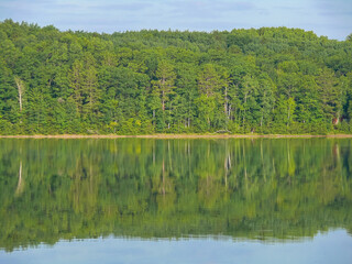 Green forest reflected in a lake