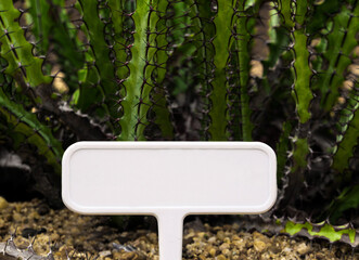 Blank plant tag label with succulent plant cactus Euphorbia greenwayi