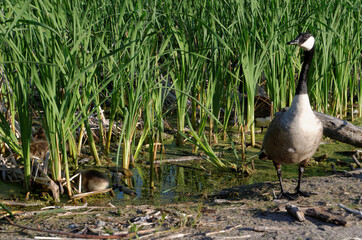A Canada Goose mother guards her goslings as the feed amongst the reeds