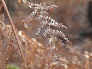 Dry bracken on a beautiful spring morning
