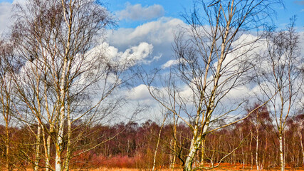 A beautiful woodland glade with large white clouds in a blue sky