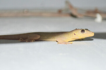 Common House Lizard On Wall, Close Up Animal Reptile Dragon