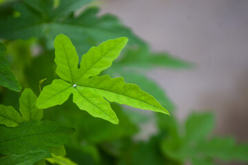 Green Plant leaf in garden, flora close up nature 