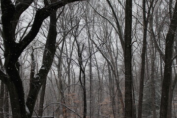 Obraz premium Market pro photos snow forest