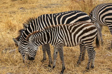 Fototapeta na wymiar タンザニア・タランギーレ国立公園で見かけたシマウマの群れ