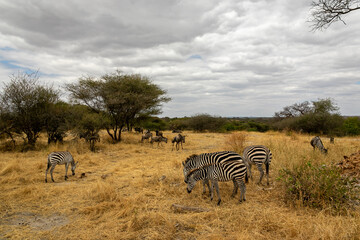 Fototapeta na wymiar タンザニア・タランギーレ国立公園で見かけた、シマウマやヌーの群れ