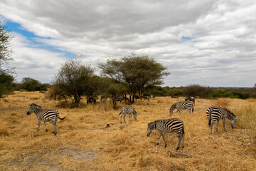 Fototapeta na wymiar タンザニア・タランギーレ国立公園で見かけた、シマウマやヌーの群れ