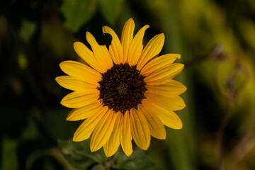 Yellow Sunflower with damaged petals