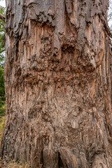 タンザニア・タランギーレ国立公園で見つけた、アフリカゾウに幹を齧られたバオバブの木