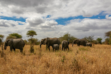 Fototapeta na wymiar タンザニア・タランギーレ国立公園で見かけたアフリカ象の群れと平原・空の雲