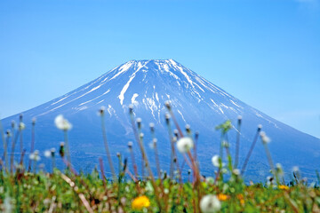 A view of Mount Fuji on the Asagiri Highland region of Japan.