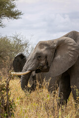 タンザニア・タランギーレ国立公園で見かけた、食事をするアフリカ象の横顔