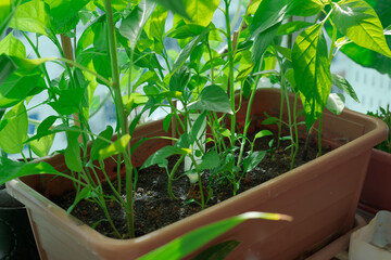 Closeup of small saplings in small garden , young spruce seedlings , Agriculture and Seeding Plant , Group of green plants growing out from soil