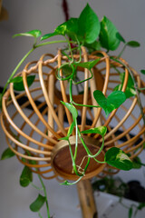 Hanging vine plant with heart-shaped variegated leaves of devil's ivy or golden pothos (Epipremnum aureum) the popular tropic houseplant for being indoor nature’s air purifier.
