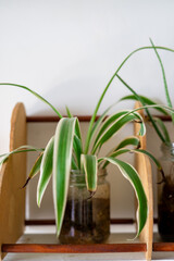 houseplant, Chlorophytum comosum or spider plants in a clear transparent jar.