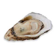 Fresh oyster on white background