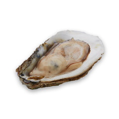 Fresh oyster on white background