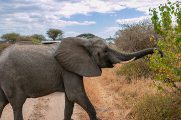 タンザニア・タランギーレ国立公園で見かけた、食事をするアフリカ象