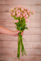 Women hand holding a bouquet of Pink Majolica Spray roses variety, studio shot.