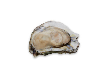 Fresh oyster on white background
