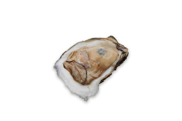 Fresh oyster on white background