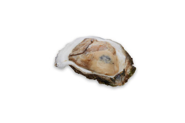 Fresh oyster on white background