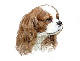 Cavalier King Charles Spaniel