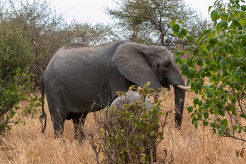 Naklejka na ściany i meble タンザニア・タランギーレ国立公園で見かけたアフリカ象の親子