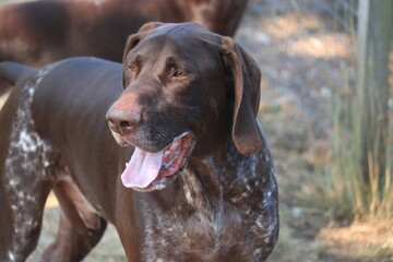 German Shorthaired Pointer male