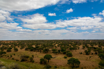 Fototapeta na wymiar タンザニア・タランギーレ国立公園の丘から眺める青空と地平線