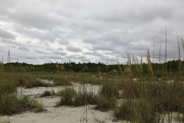 Protected sand dunes with growing Seaoats and other natural grasses
