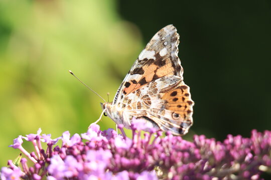 Painted Lady (Vanessa cardui) butterfly on summer lilac