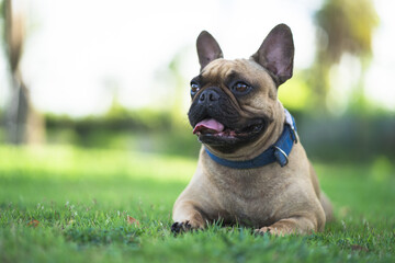 Cute french bulldog lying on field