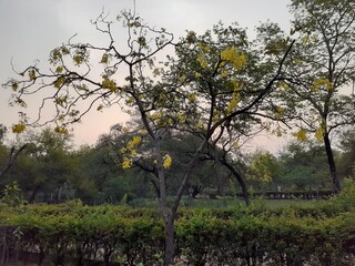 tree in the serengeti