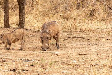 タンザニア・タランギーレ国立公園で見かけたイボイノシシの群れ