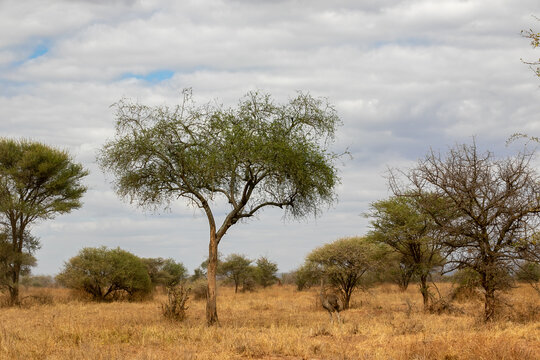 タンザニア・タランギーレ国立公園に生えているアカシアの木と、雲間から見える青空
