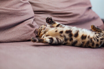 Cute bengal kitten playing on the couch.