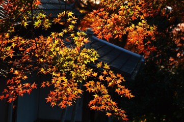 Autumn Foliage Season / Late Autumn in Japan