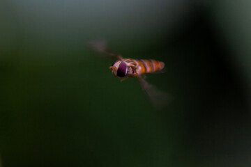 flying bee 